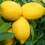 Lemon Cannon