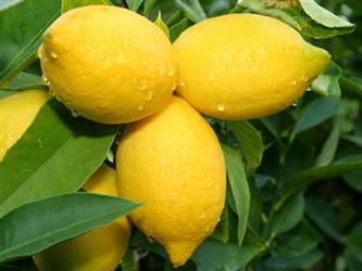 Lemon Cannon