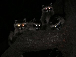raccoons