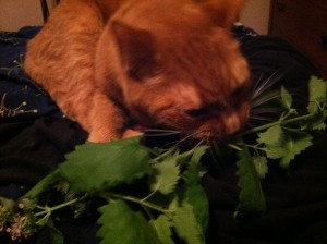 My cat, Jag, enjoying some fresh catnip.