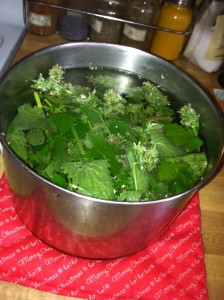 Preparing catnip for hair dye or hair clarifier or love potion.