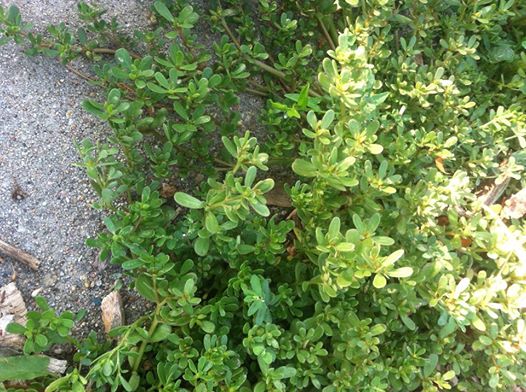 purslane